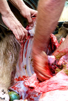 Autopsy of a young buffalo